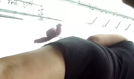 Hoàn toàn bôi trơn mông để đạt được sex game nhat Rooster