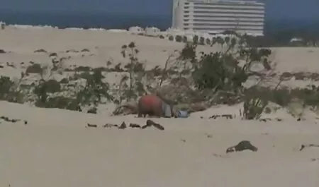 Latin dục là hài lòng với điều game show nhật bản sex này, rooster